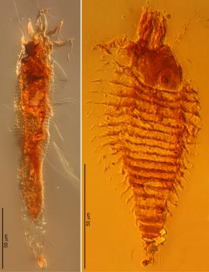 Illustration for article titled These 230-million-year-old bugs preserved in amber are the oldest yet